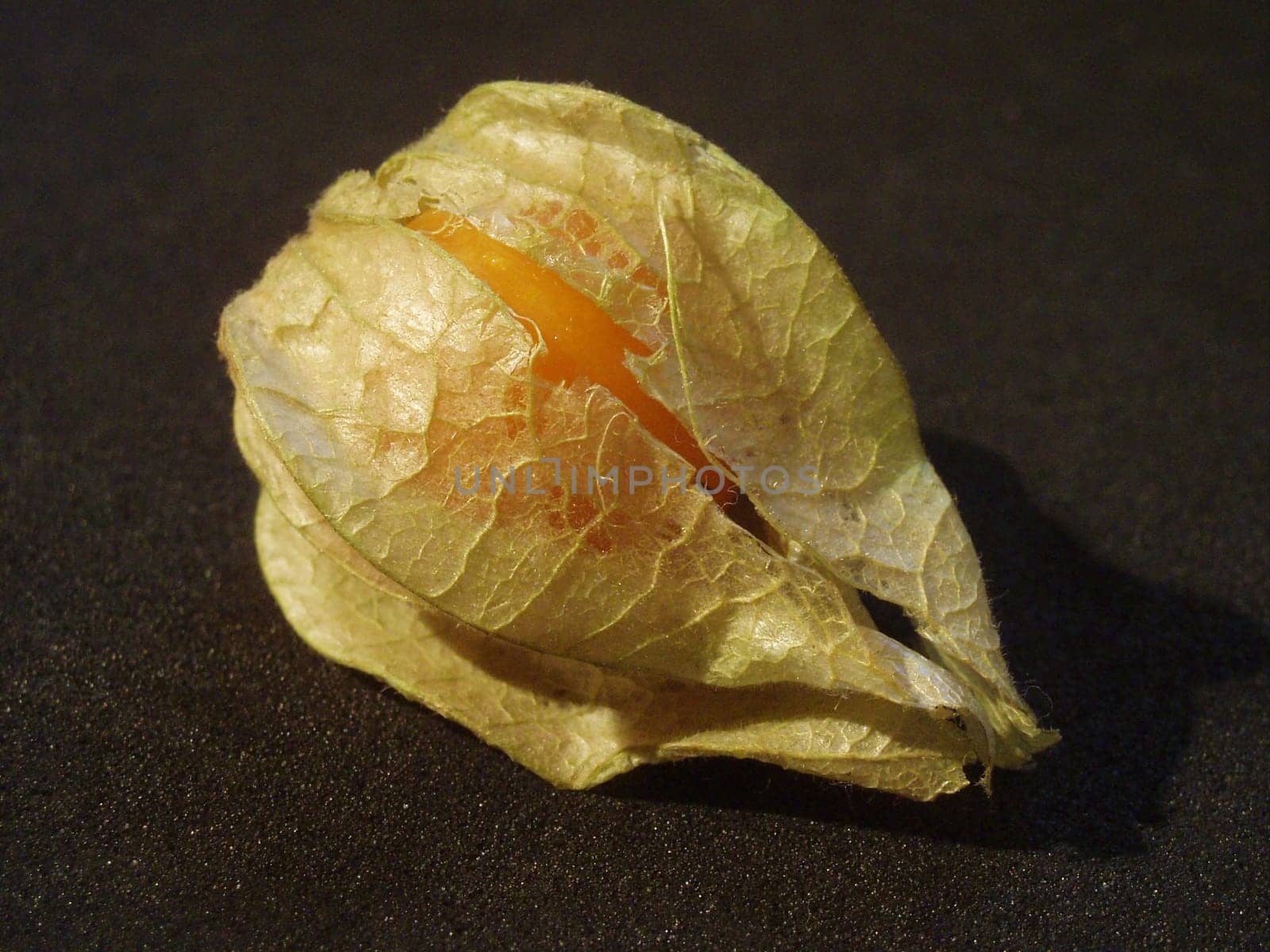 tender physalis