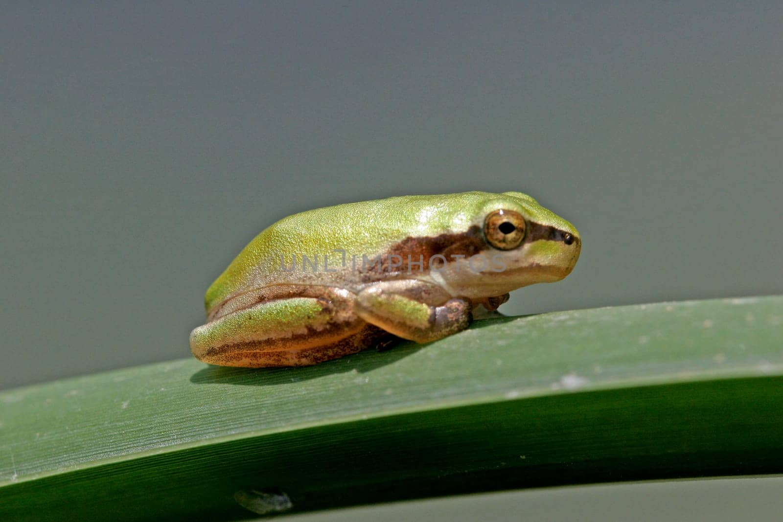 Hyla meridionalis,Mediterranean tree frog