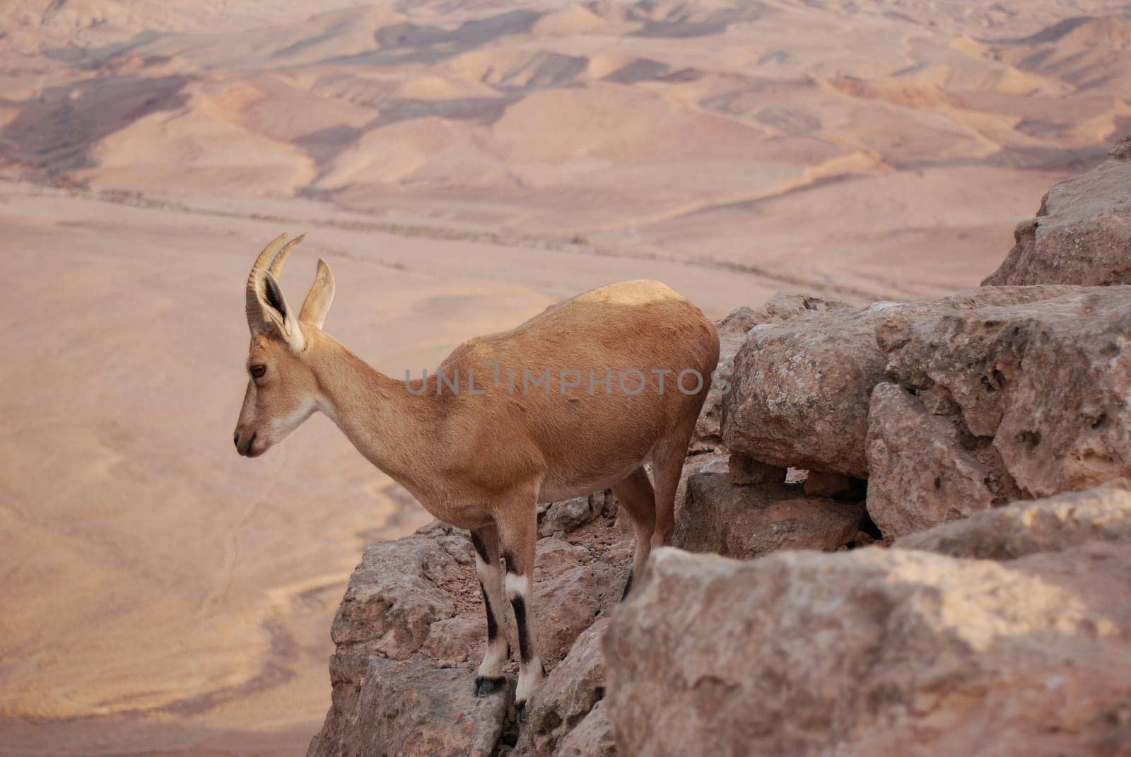 Capricorn