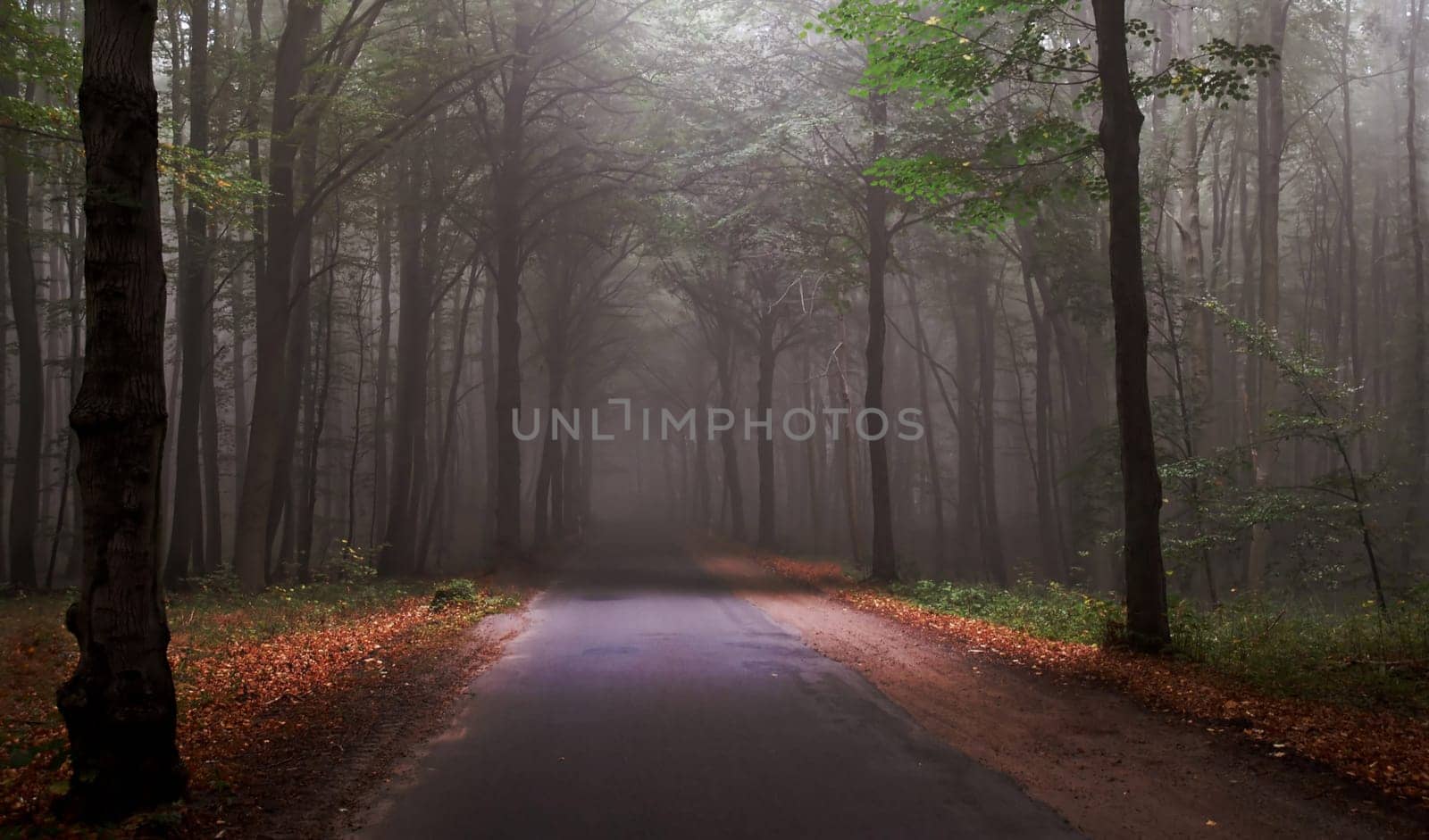 This morning it looks like that again with us-----but it's autumn--------I wish you all a nice day