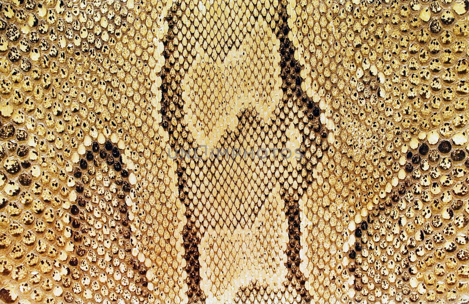 Snakeskin