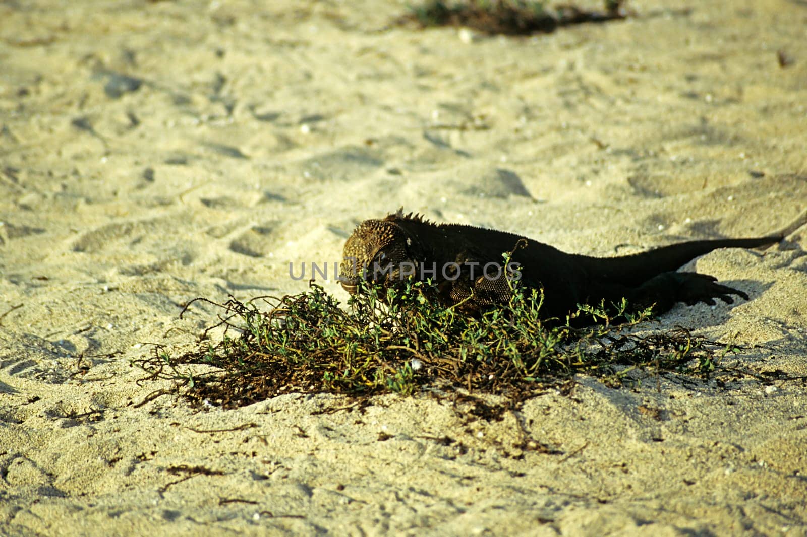 Galápagos land iguana