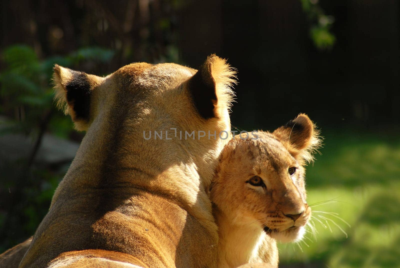 Even with the animal children there must be a cuddling hour.....!
