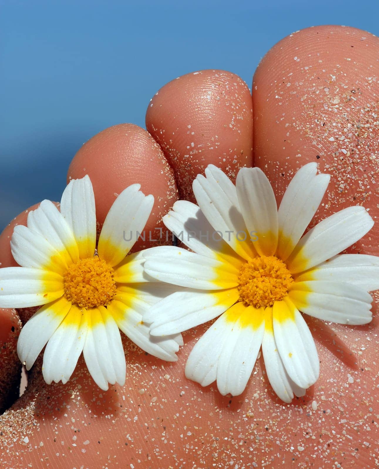 Foot with flowers between the toes
