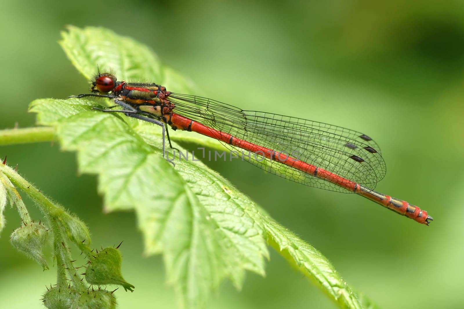Adonis dragonfly