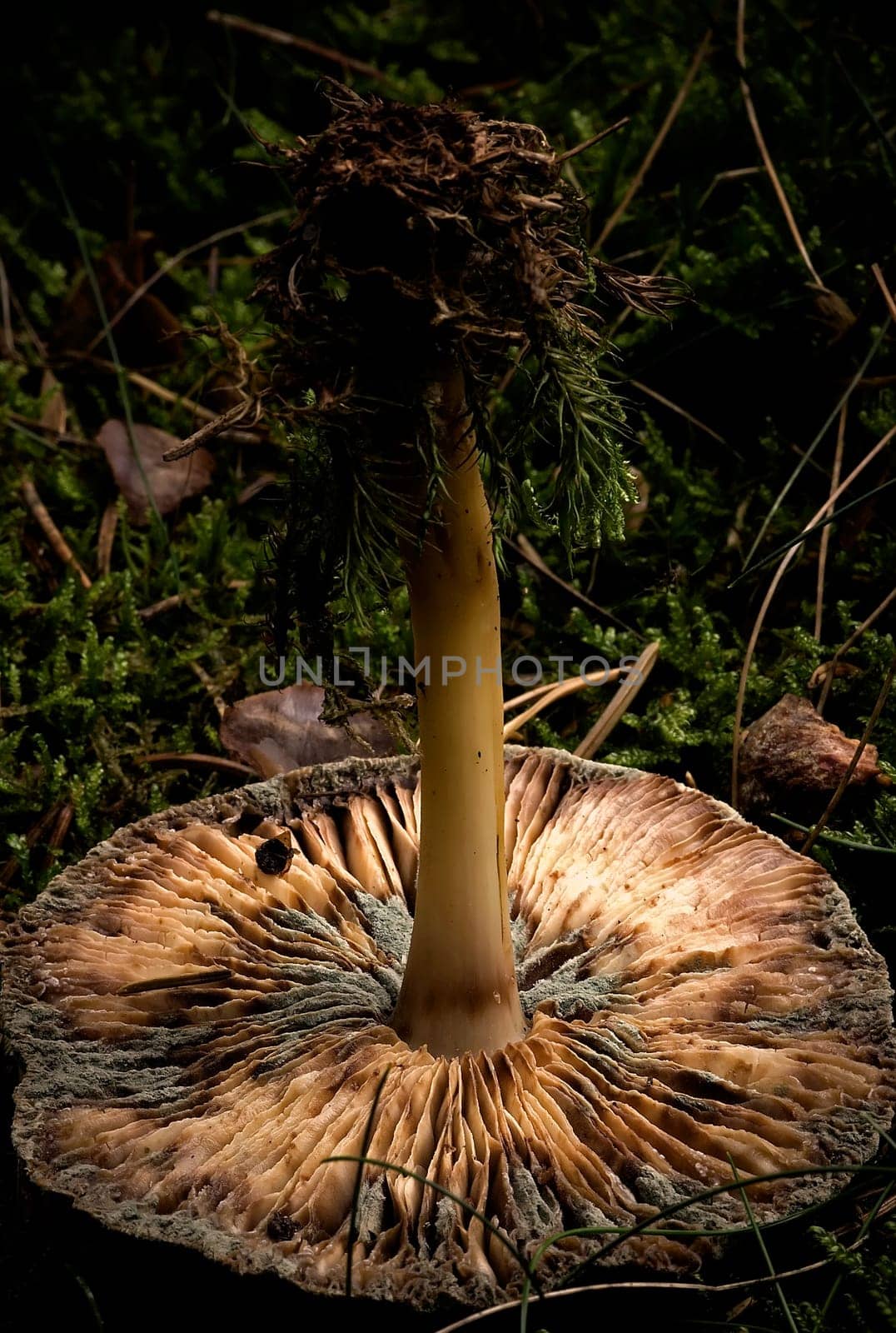Mold fungus