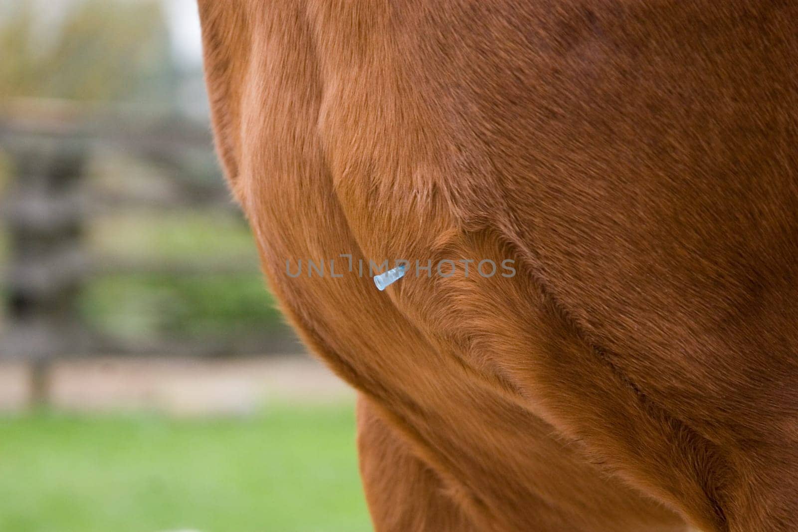 Goliath gets its annual influenza vaccination. Flu protection for horses
