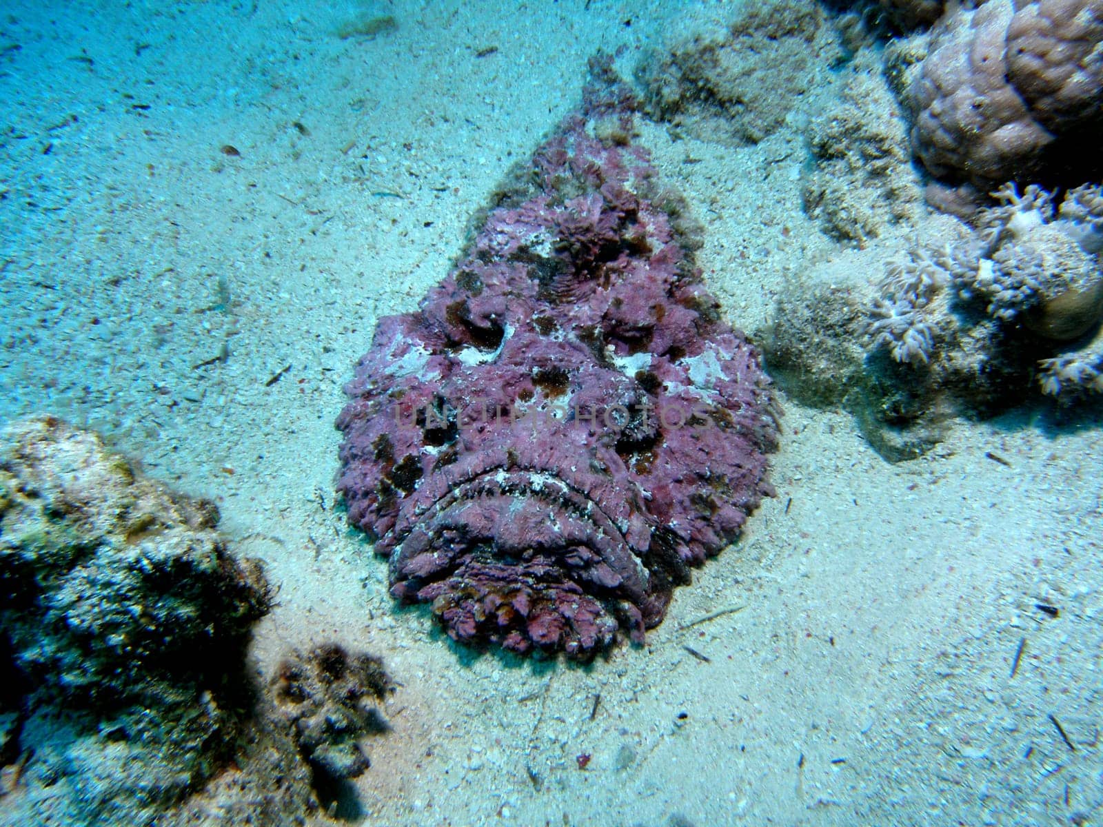 This is the most poisonous fish in the seas! The stonefish is found in shallow water as well as in deep water. It is available in almost all colors. It is equipped with many spines. Most of them have poison glands! Unfortunately,it is so well camouflaged that people without