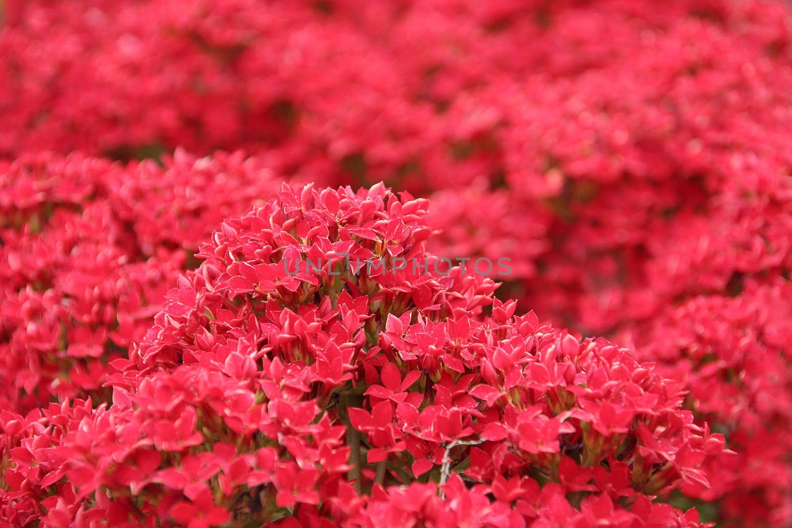Kalanchoe red