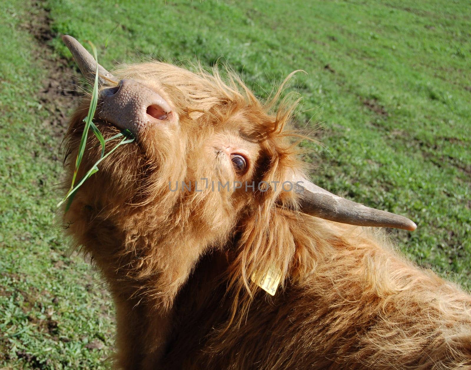 Thanks for the grass