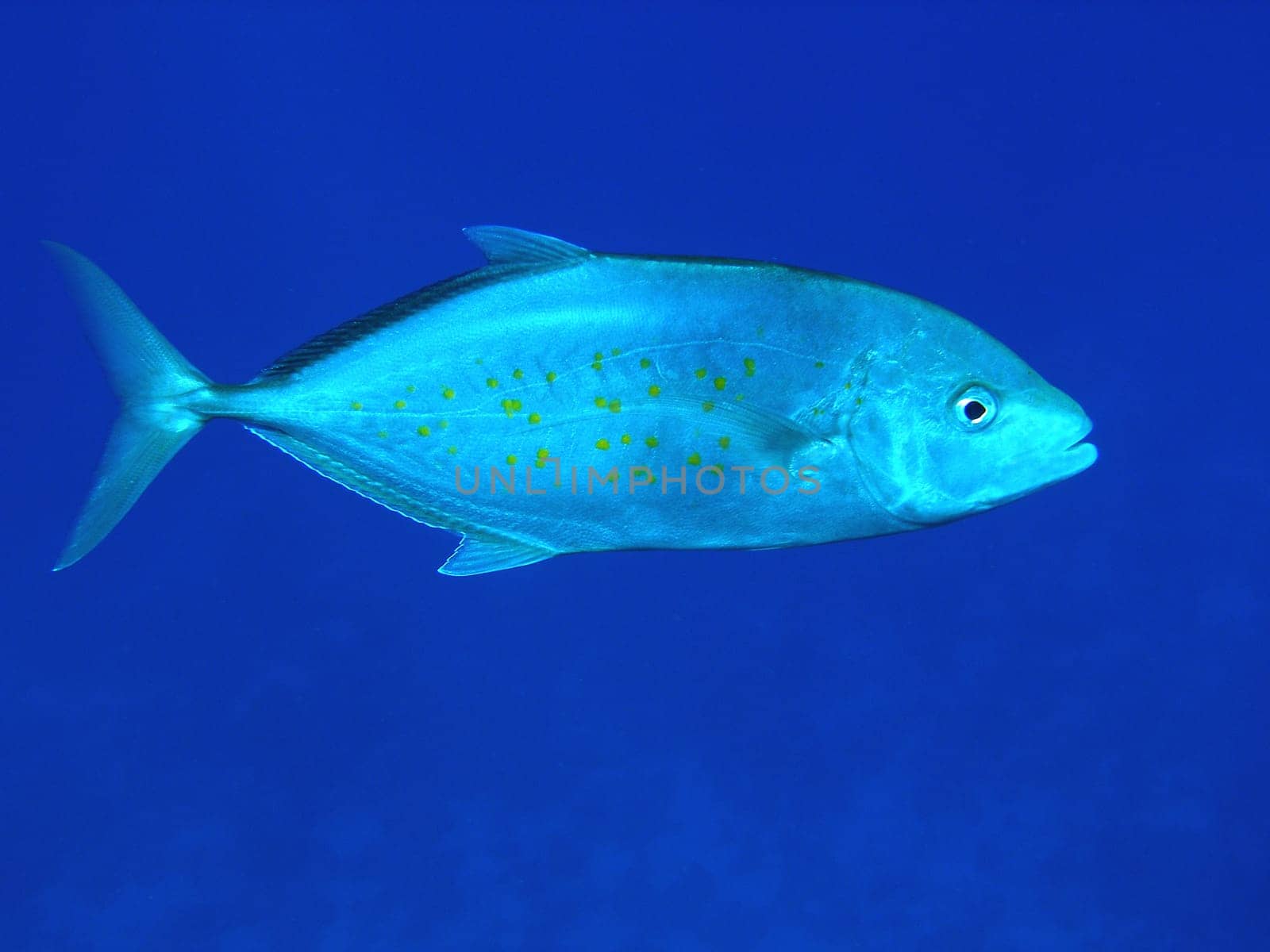 PRICKLY MACKEREL