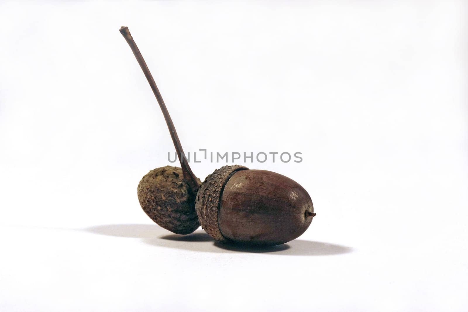 Acorn