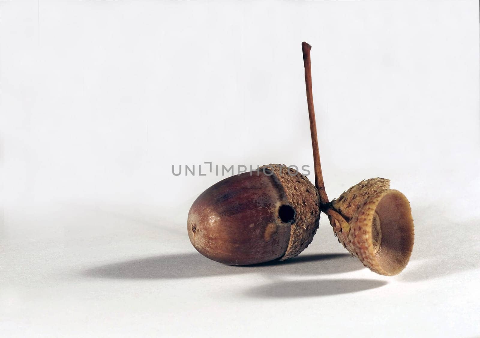 Acorn II