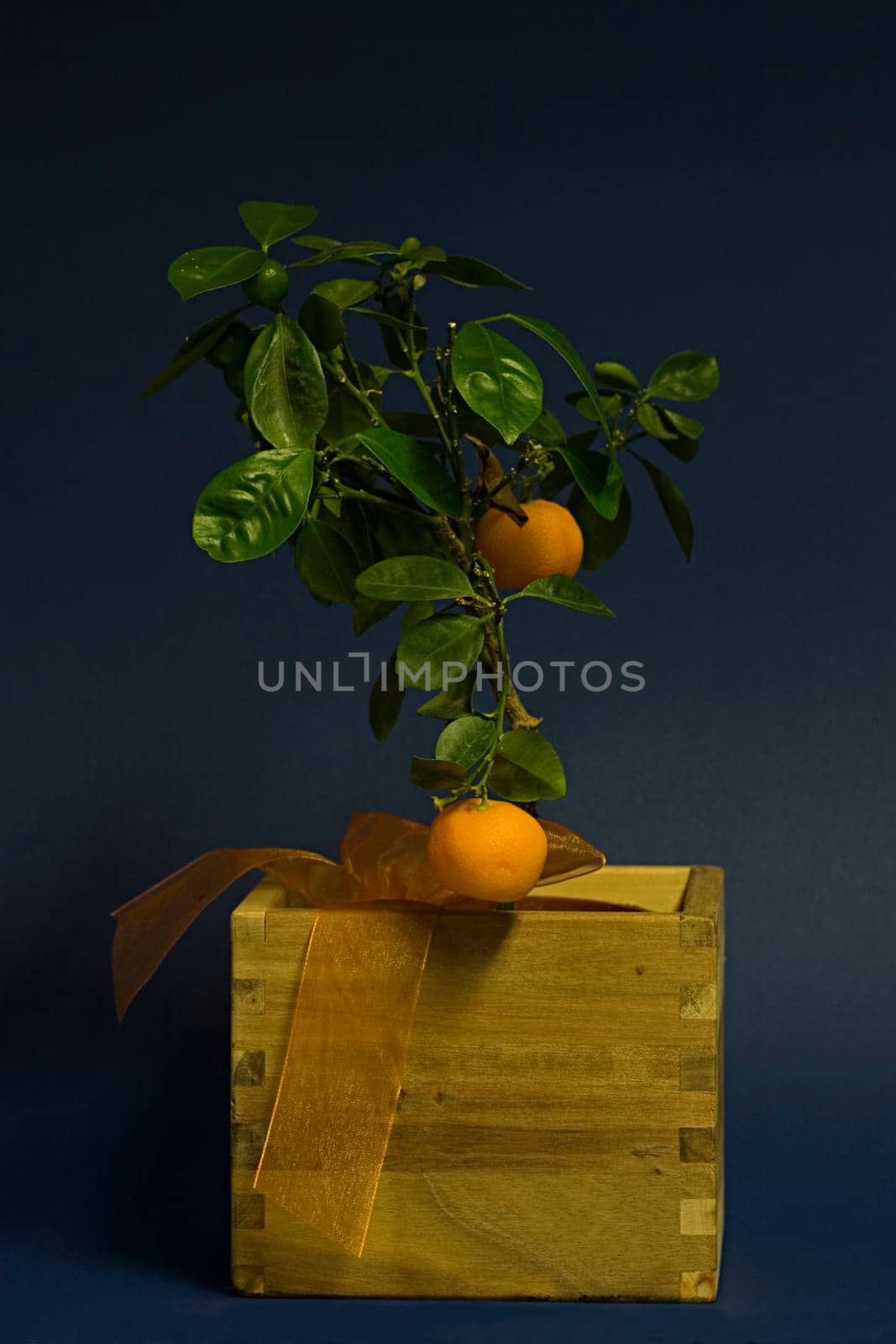 Citrus tree (Calamondin)
