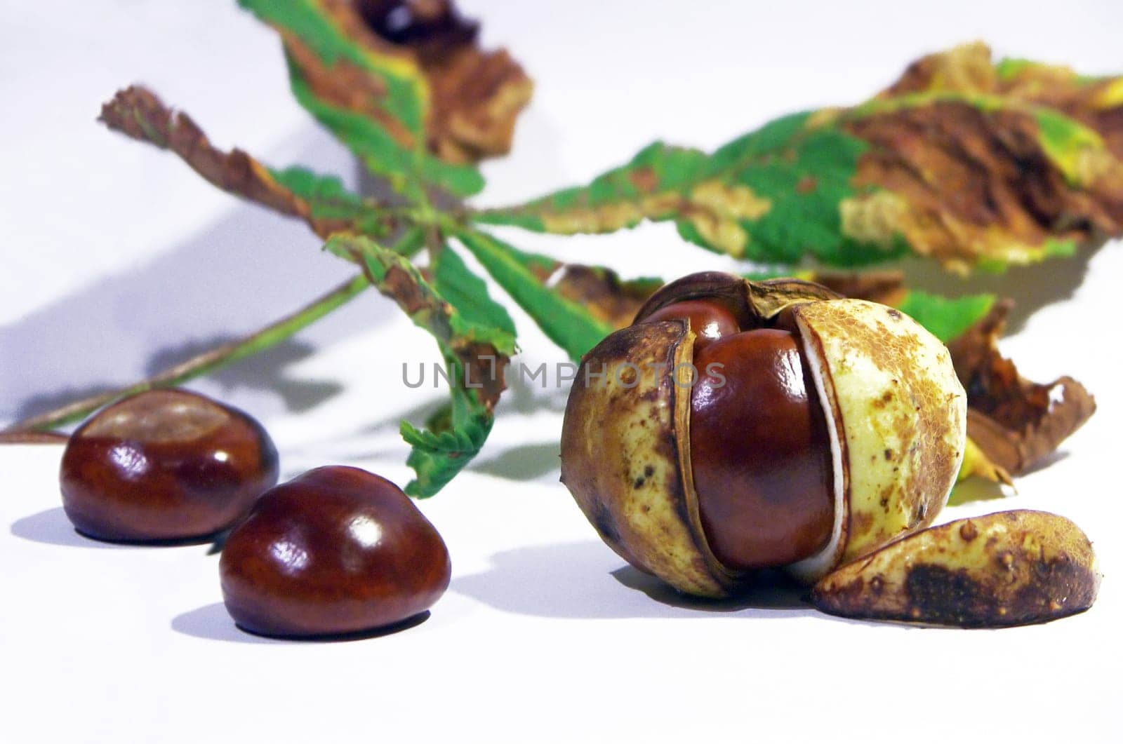 Chestnuts 2