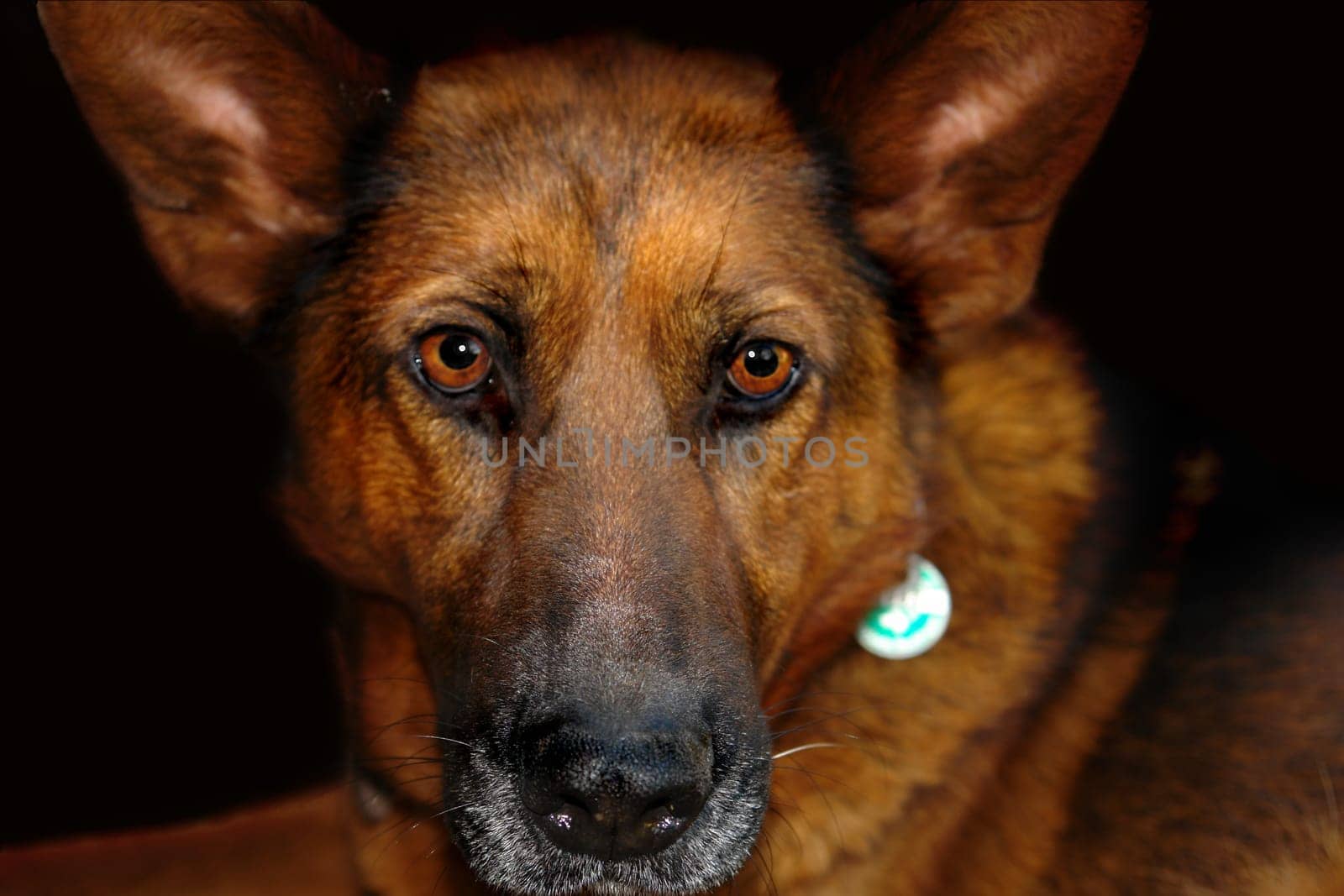 German Shepherd