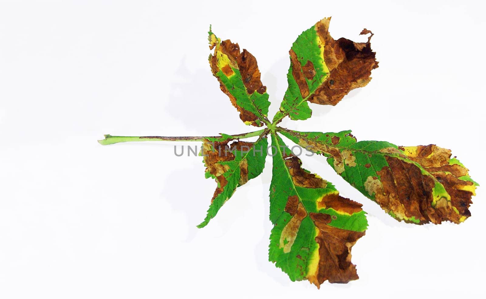 Chestnut leaf 2