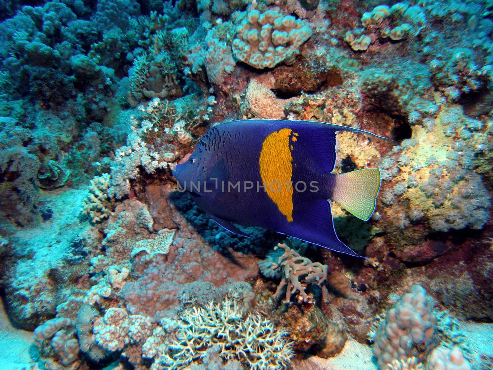 The beautiful and quite large Arabian angelfish. It can grow up to 50 cm.