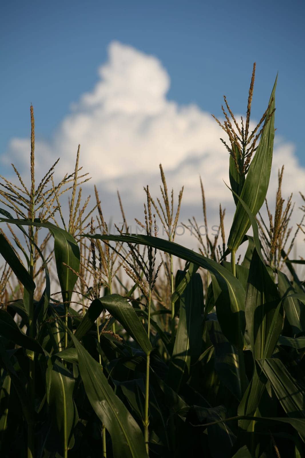 Still unripe corn against a blue sky
