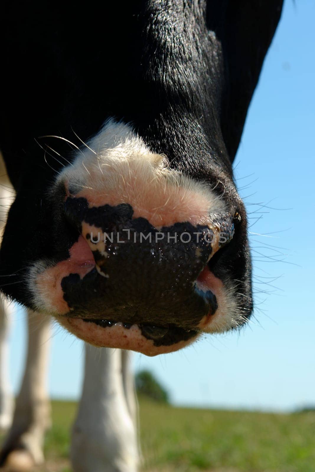 Beef mouth