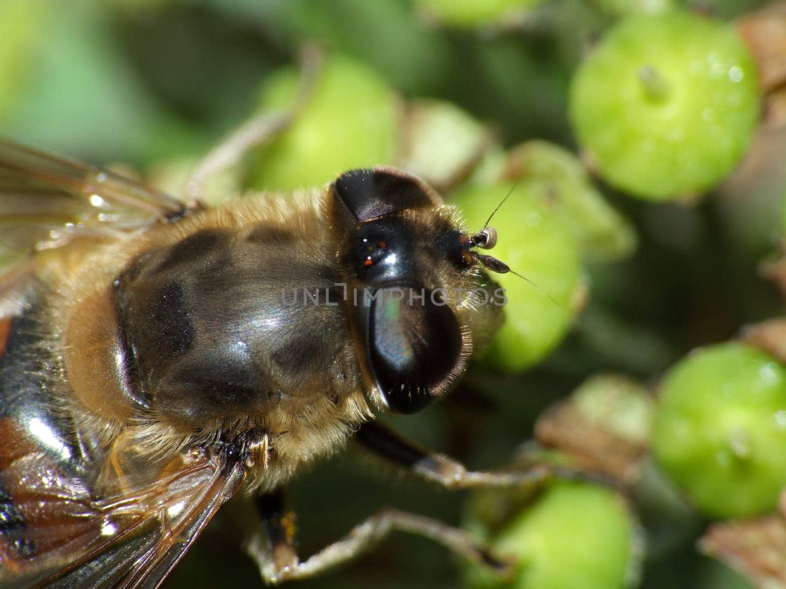 a very common hoverfly species