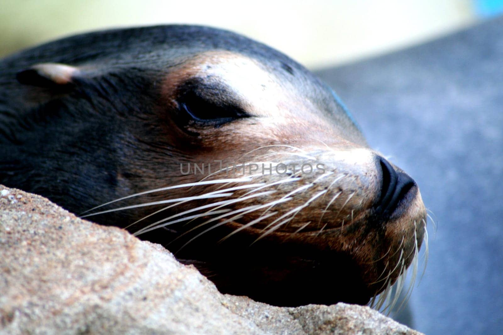 Siesta