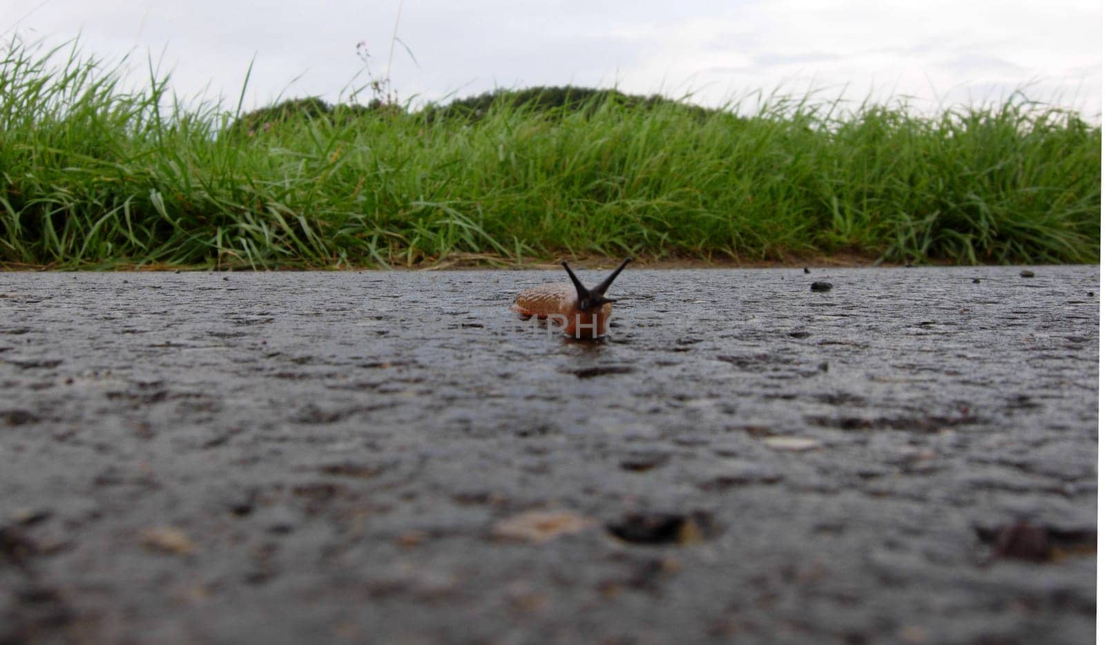 A red snail from a frog's eye view