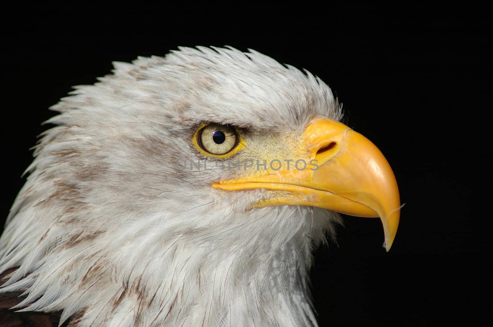 Majestic