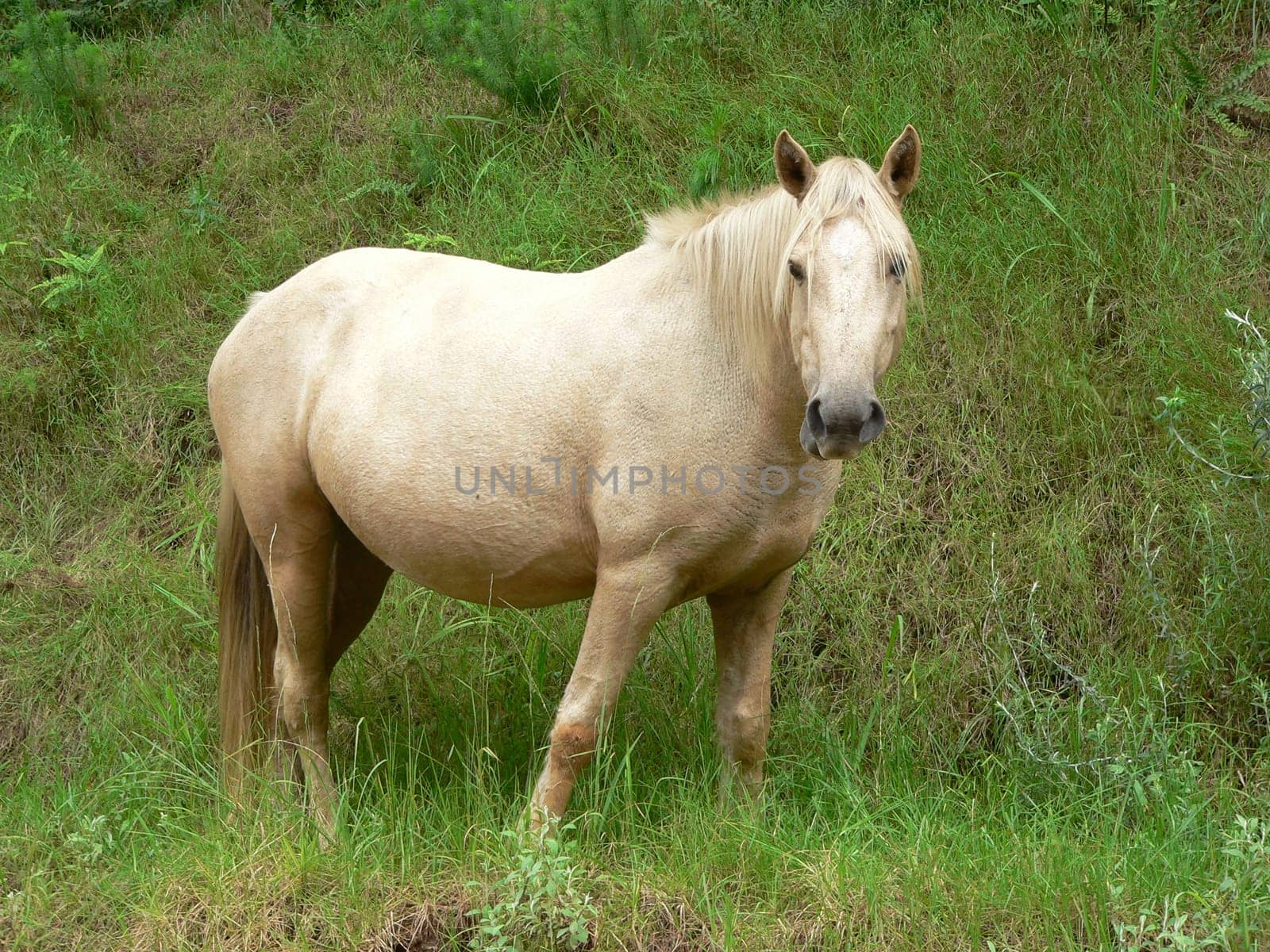 Wild horse
