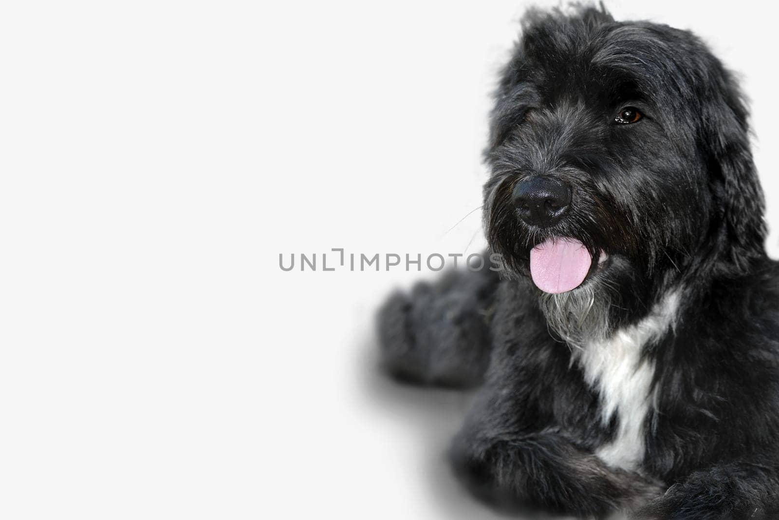 Dog exempt