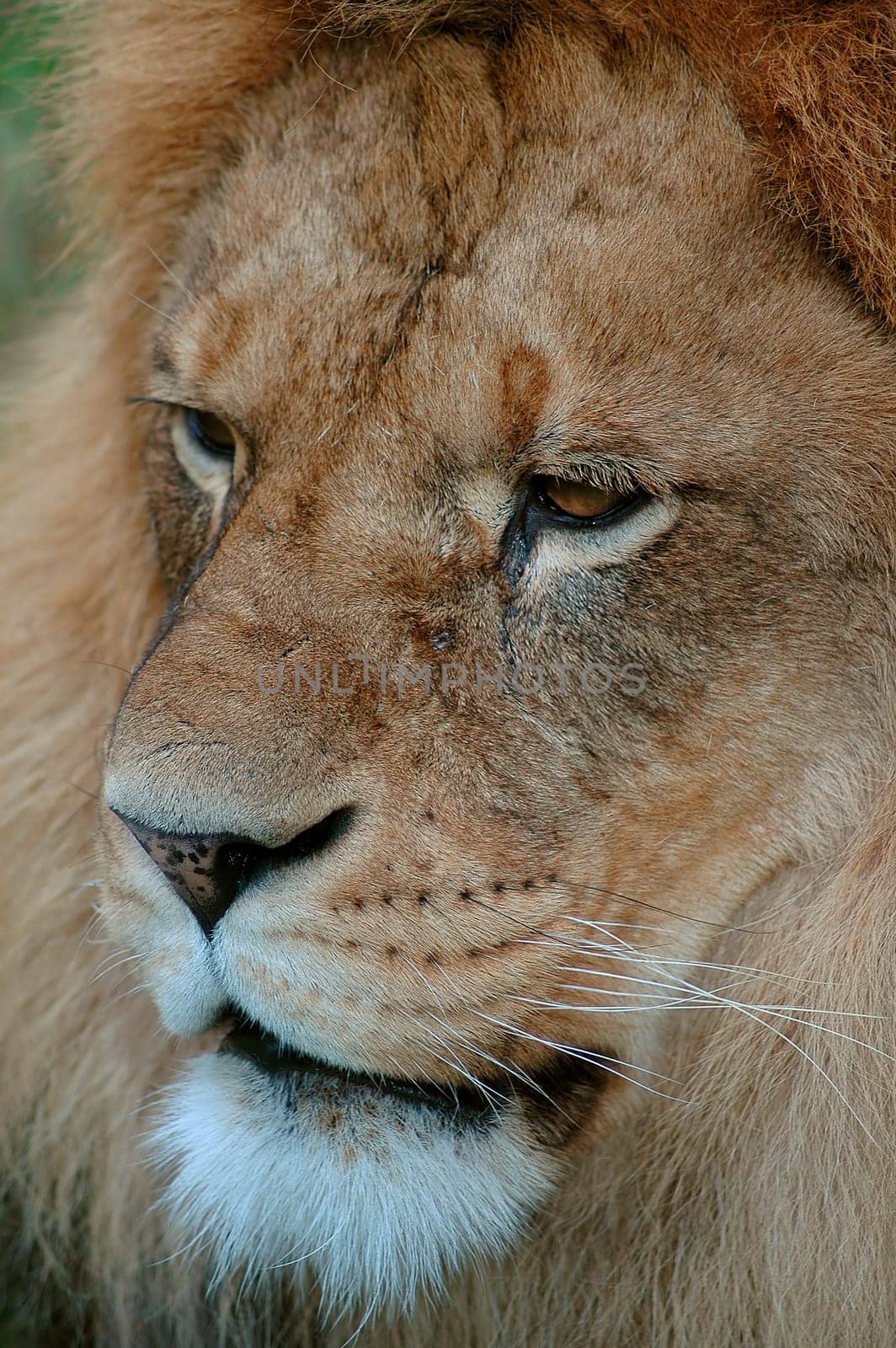 The king