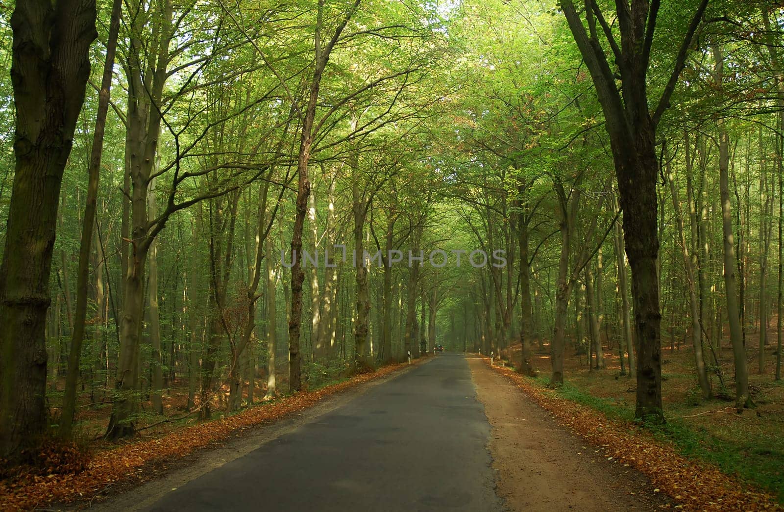 Here is a comparison picture to my cloud forest! This is what this street can look like in pure sunshine! I have to drive them every day and I like to do so,because no two moods are the same!:-)