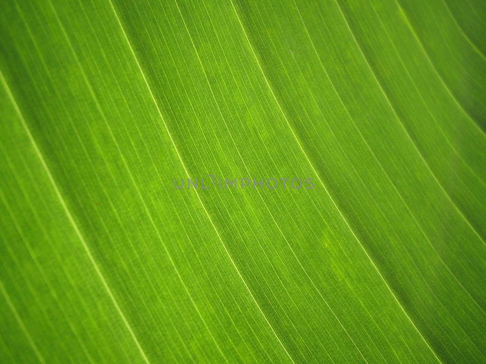 Banana leaf