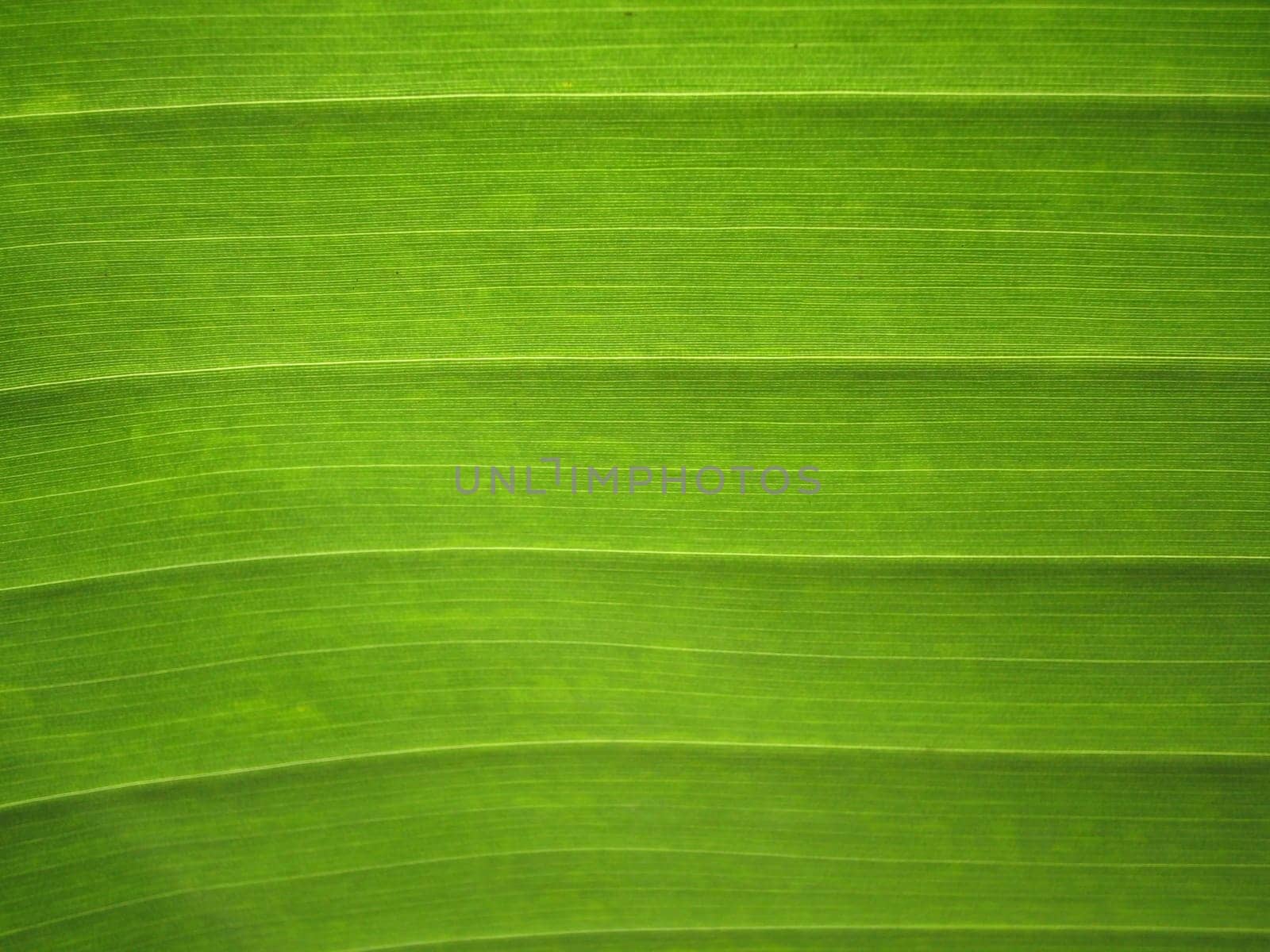 Banana leaf