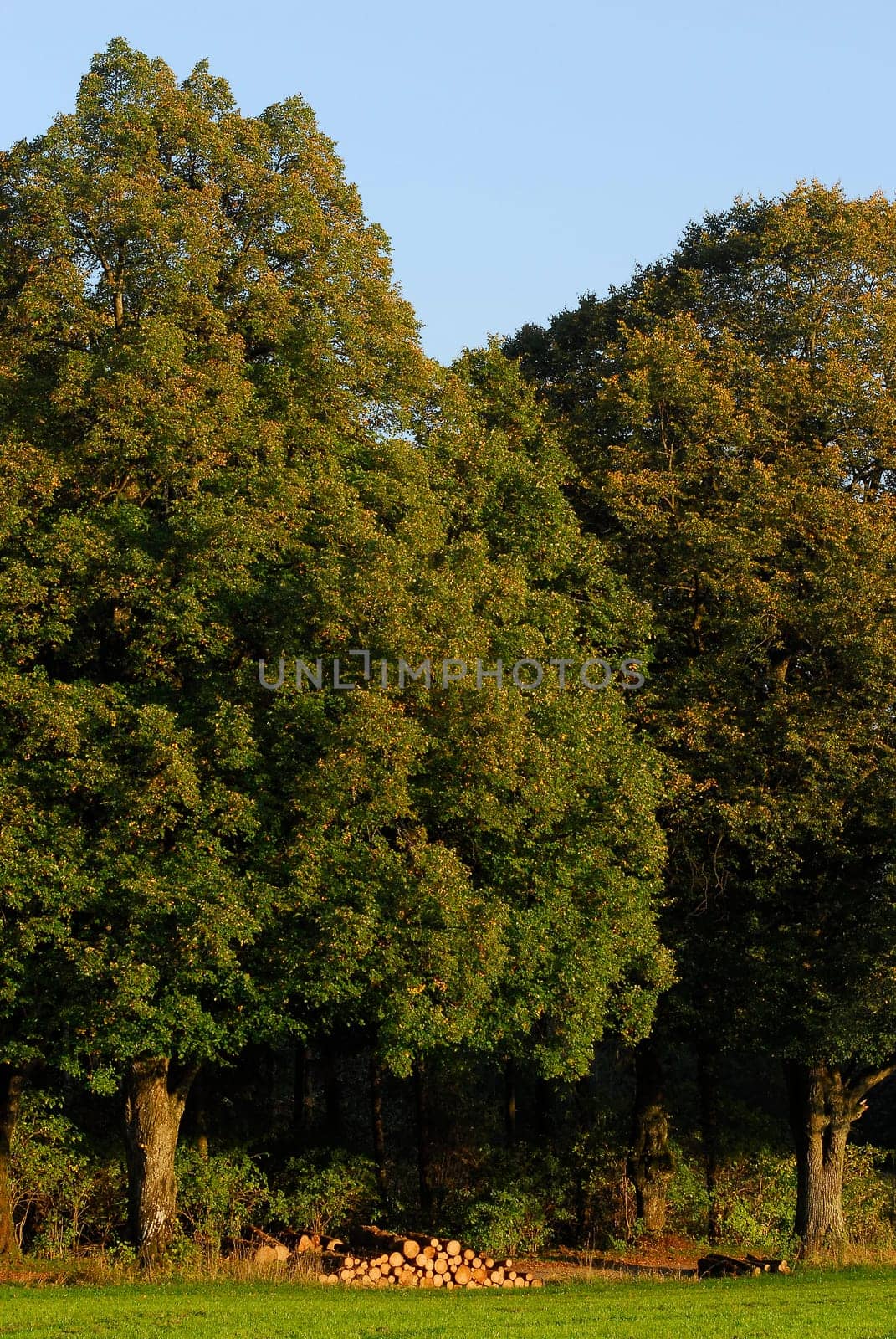 Magnificent lime trees