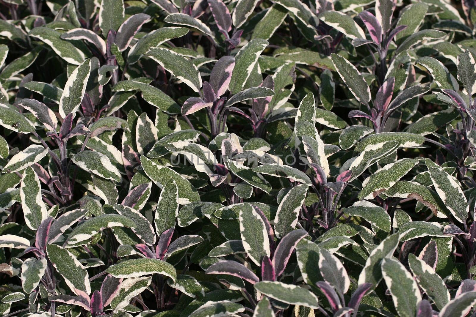 Sage