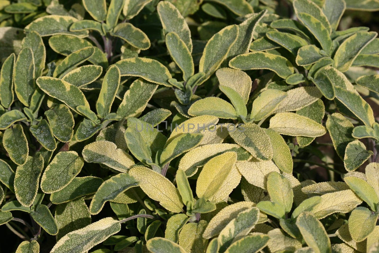 Sablei