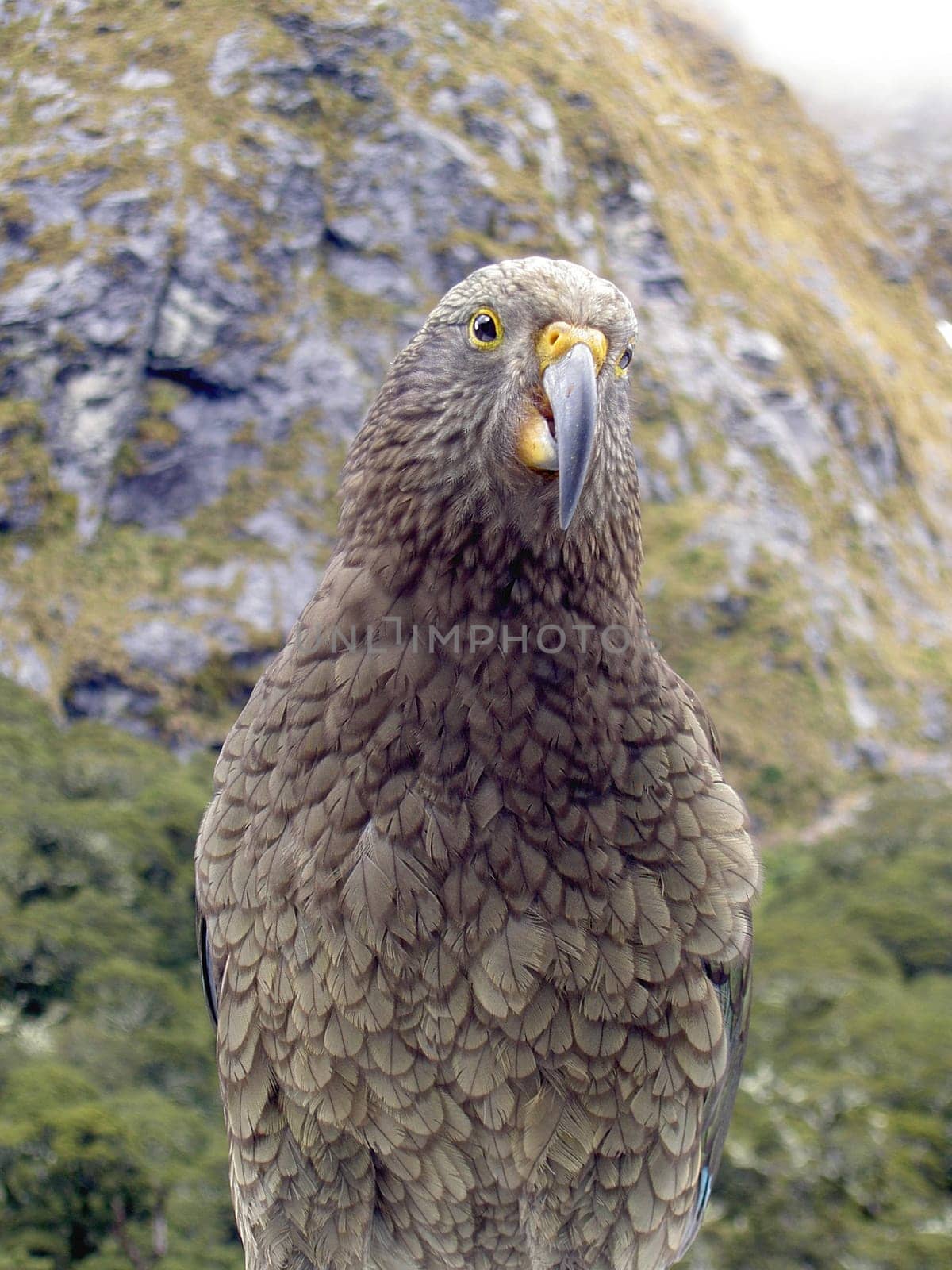 Kea