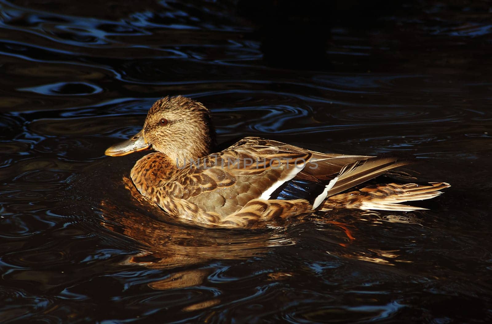 It's not a special motif,but I liked the light tonight!:-)