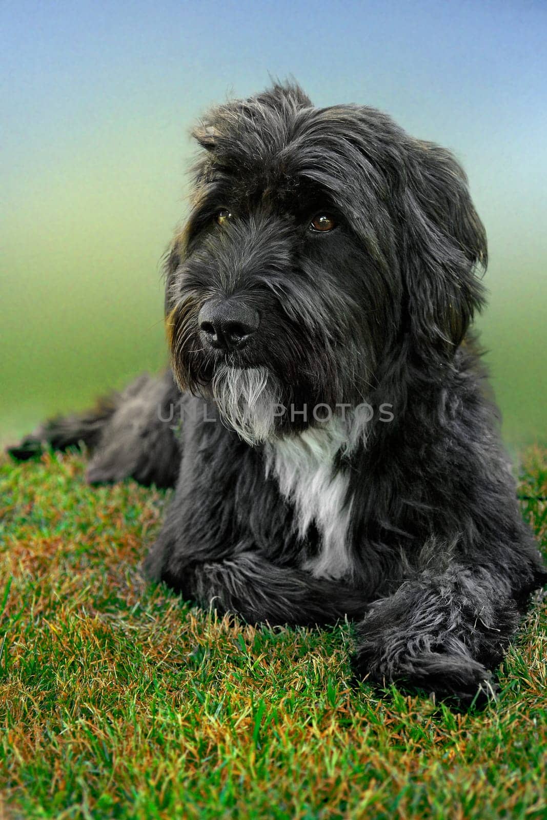 Dog portrait