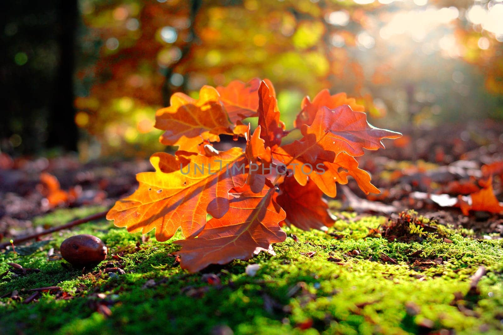 Autumnal forest floor