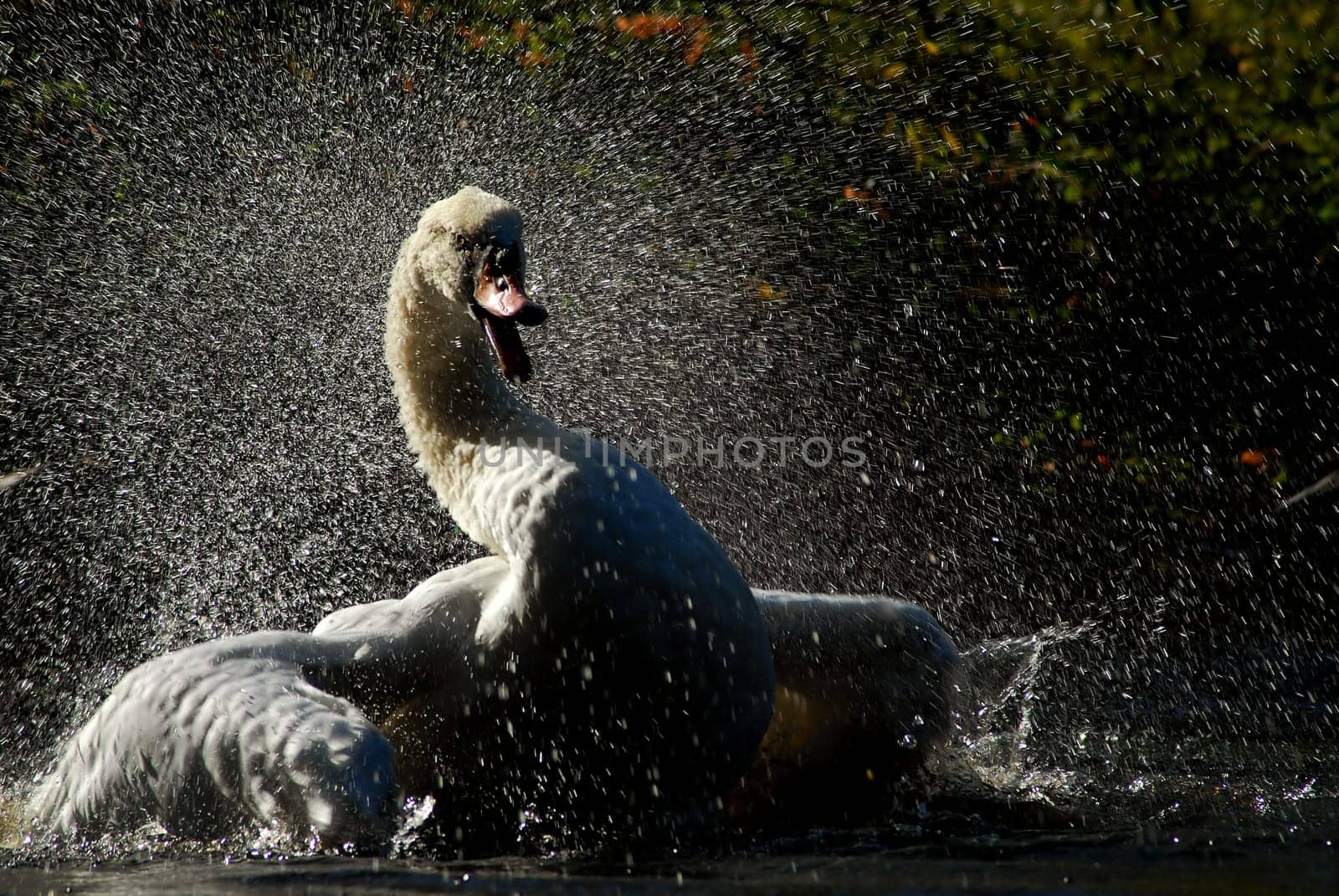 Swan Dance