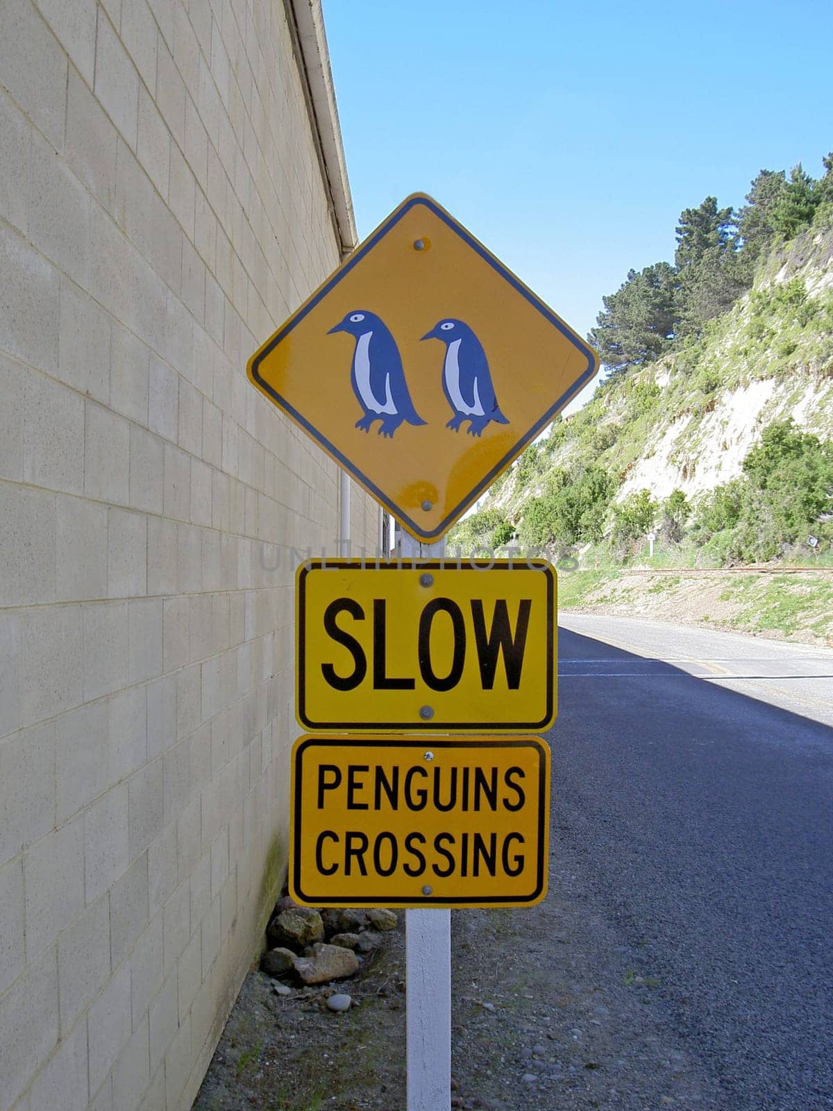 Attention penguins