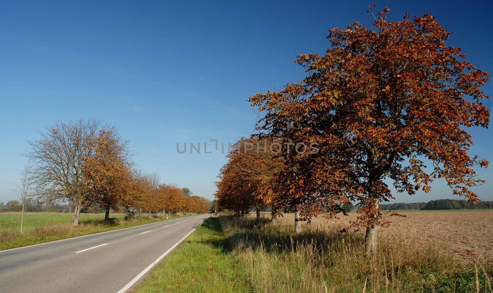 I think with the next storm all our leaves will be off.....!:-)