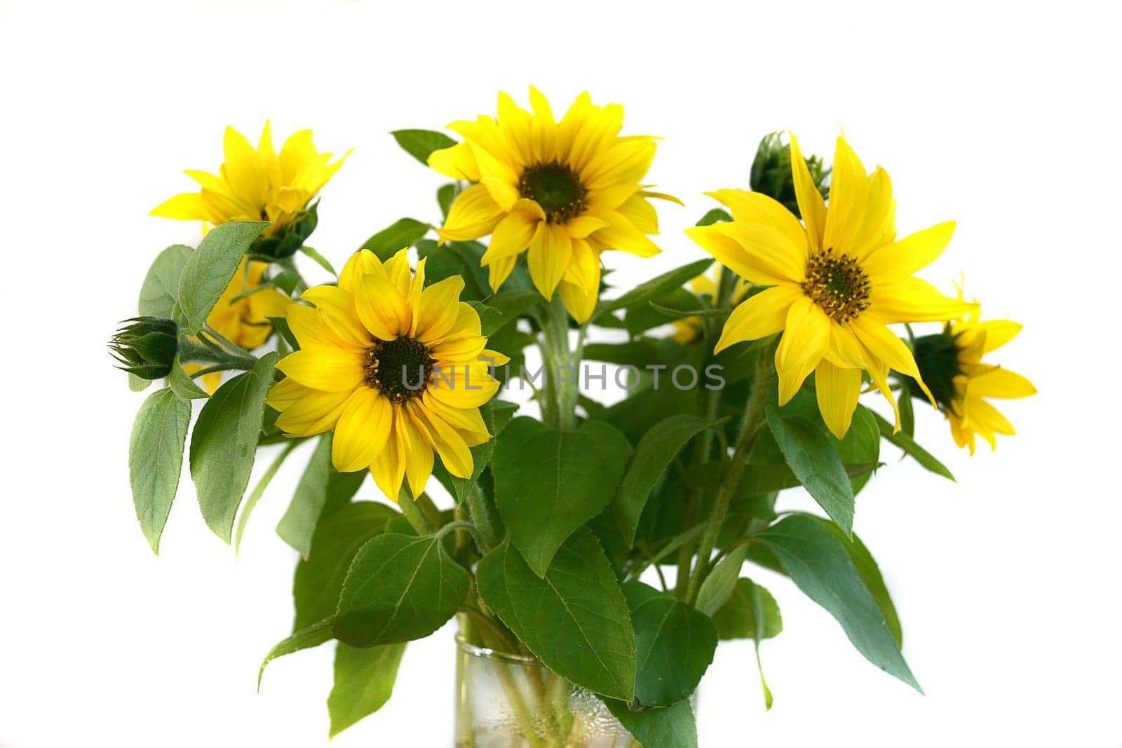 Sunflowers in a vase