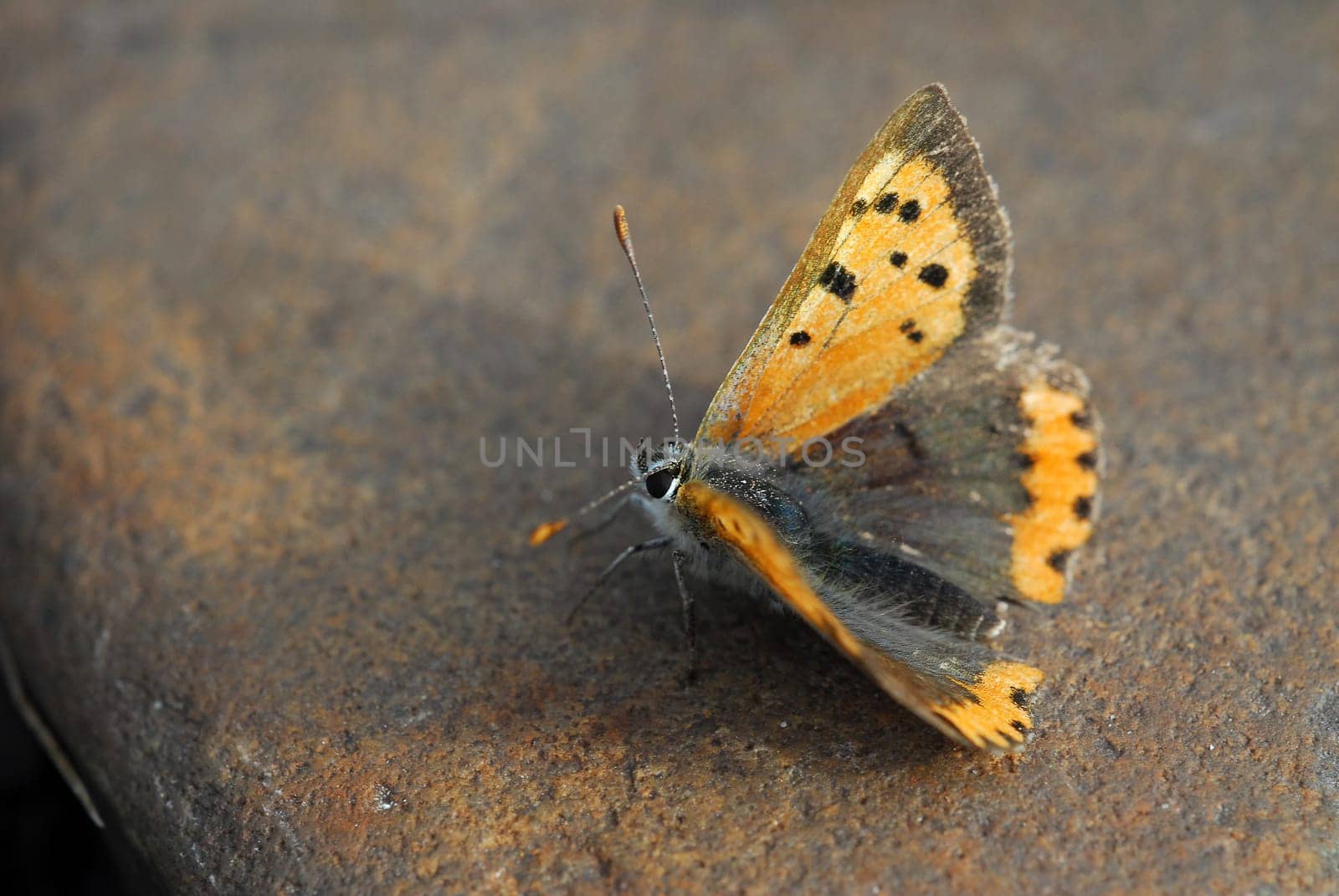 Fire Butterfly 2