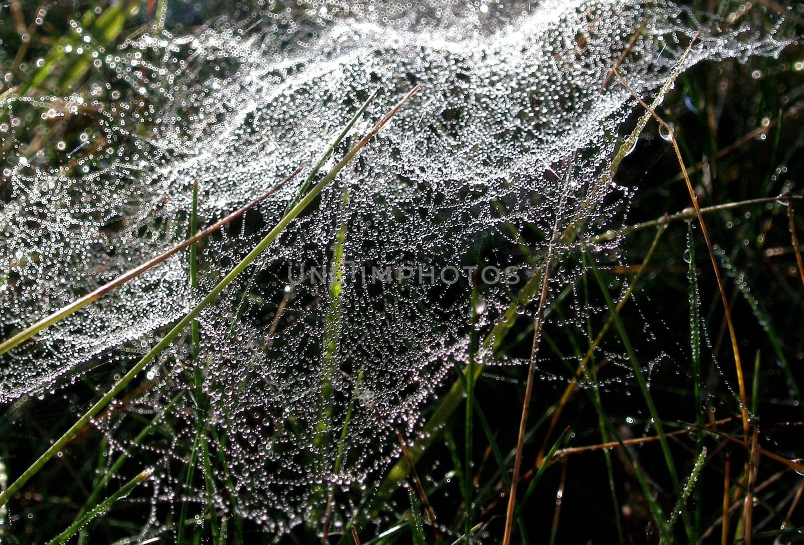 Taken in the morning in the Harz Mountains