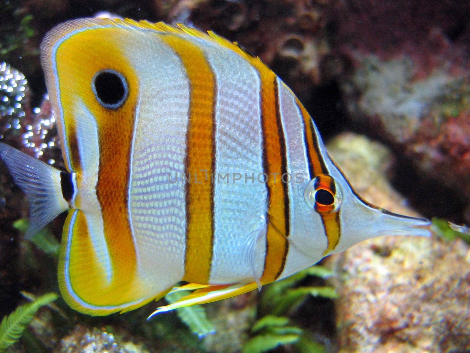 Tweezer fish