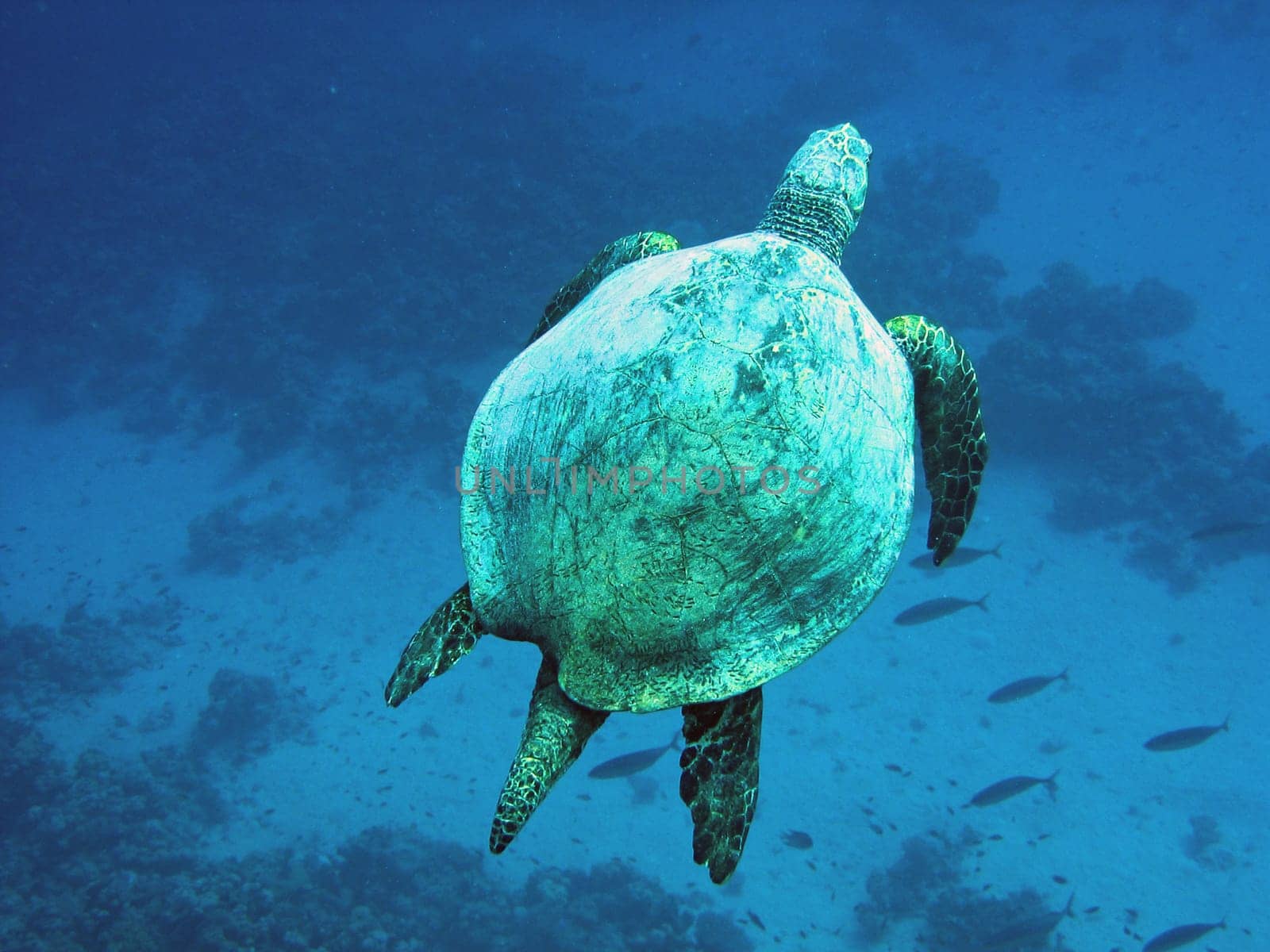Hawksbill turtle