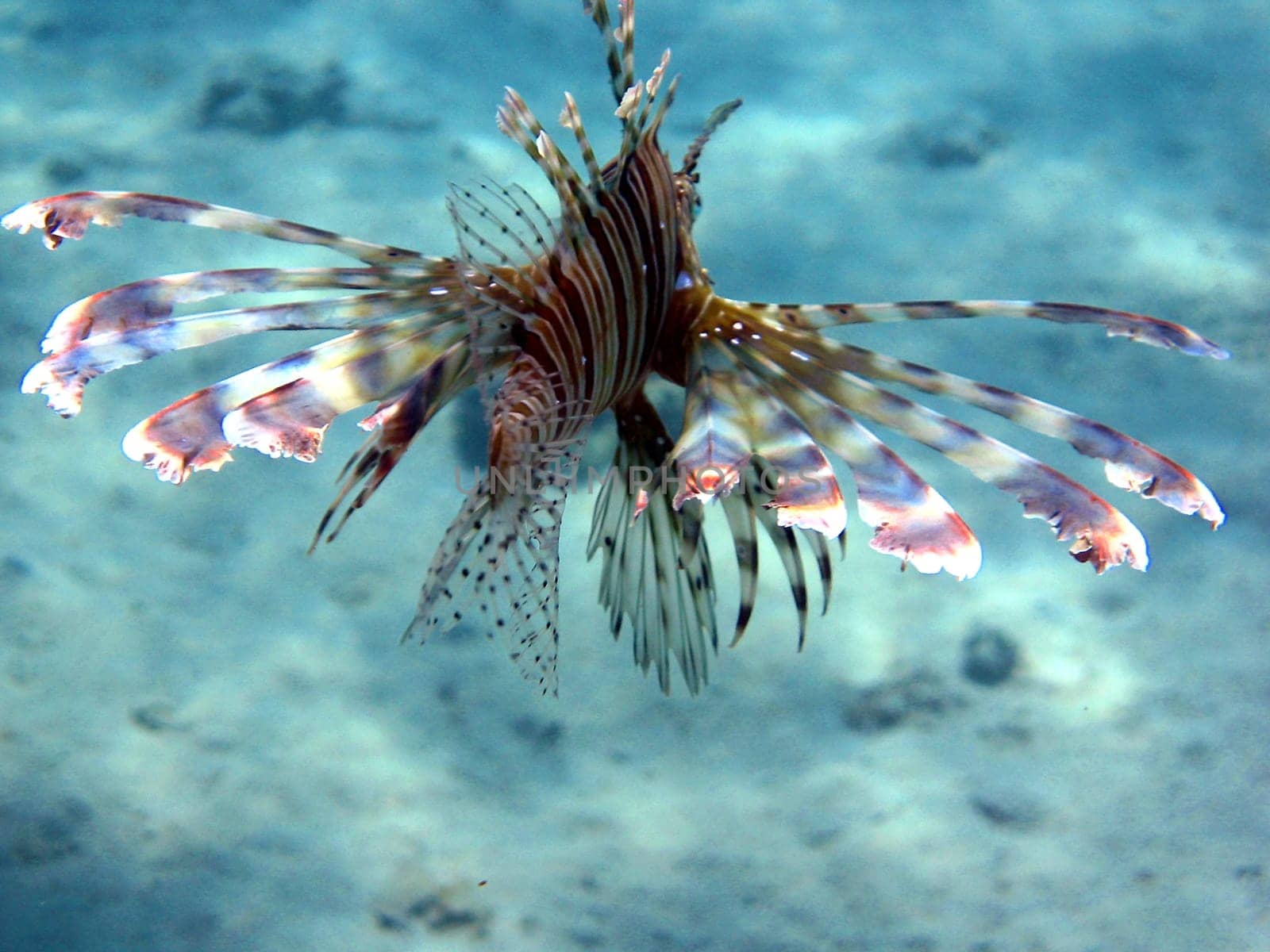 Lionfish